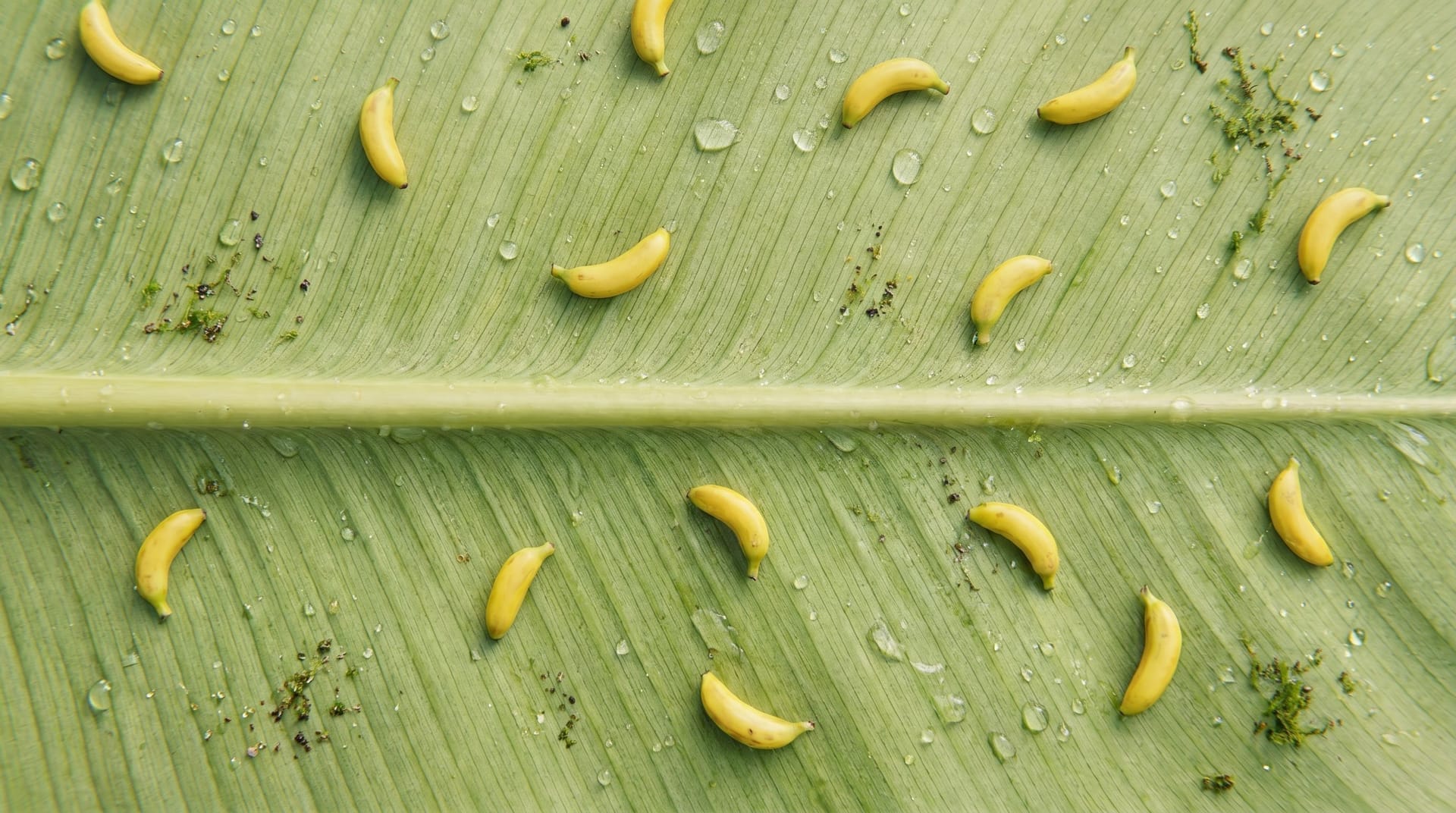Nano Banana Prompt: Hyper-realistic top-down macro photography. A long, light gr...